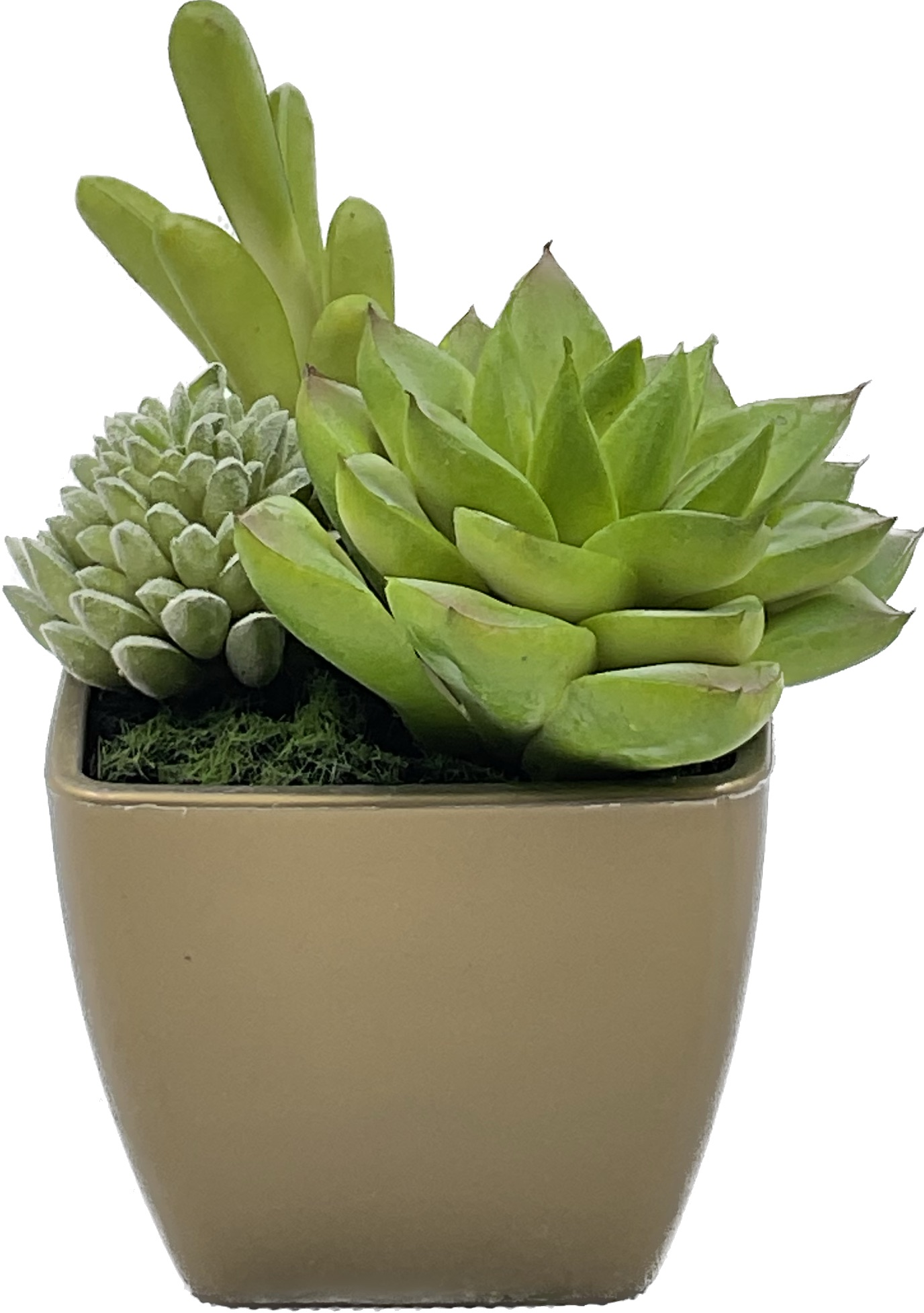 Small Size Succulent