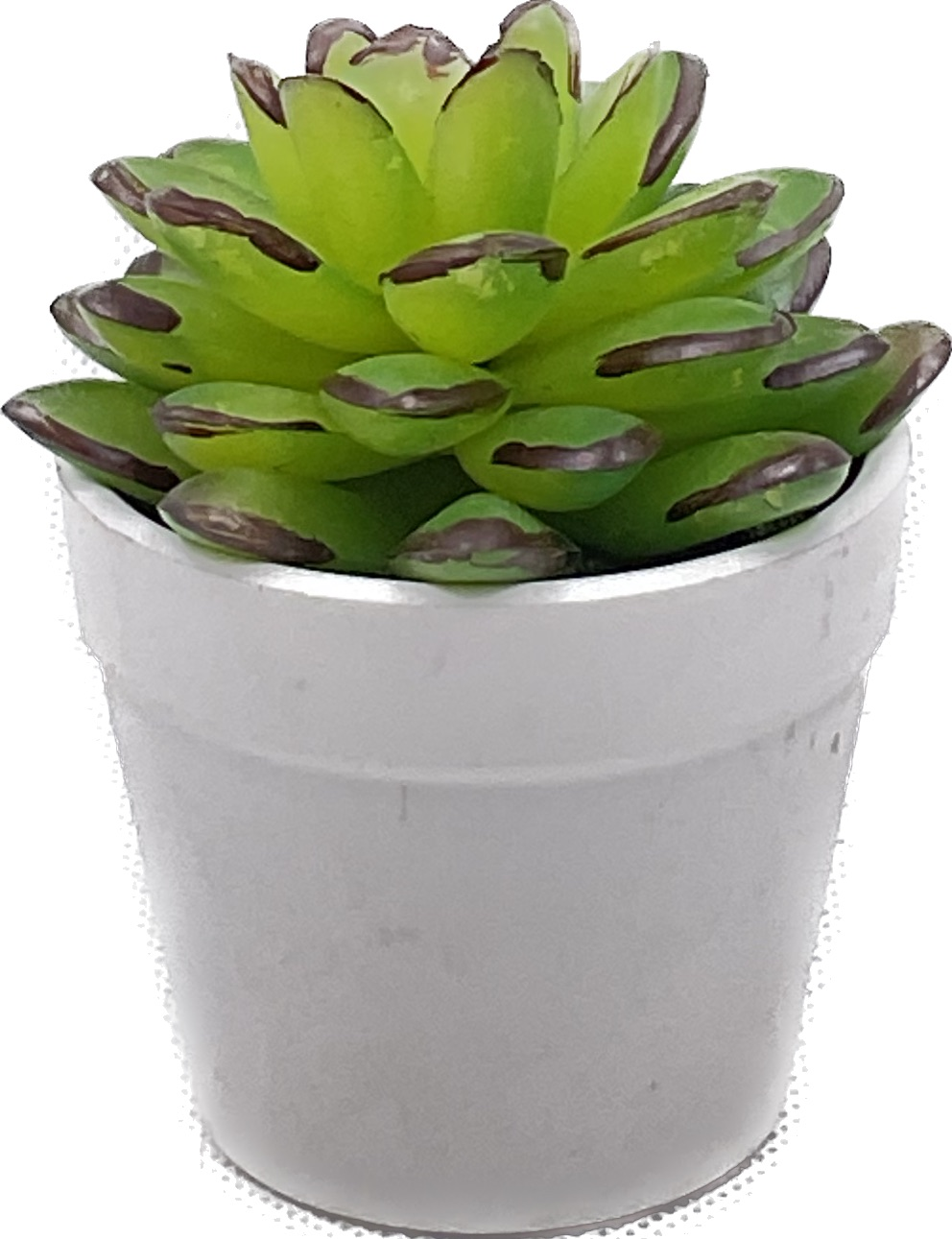 Big Size Succulent