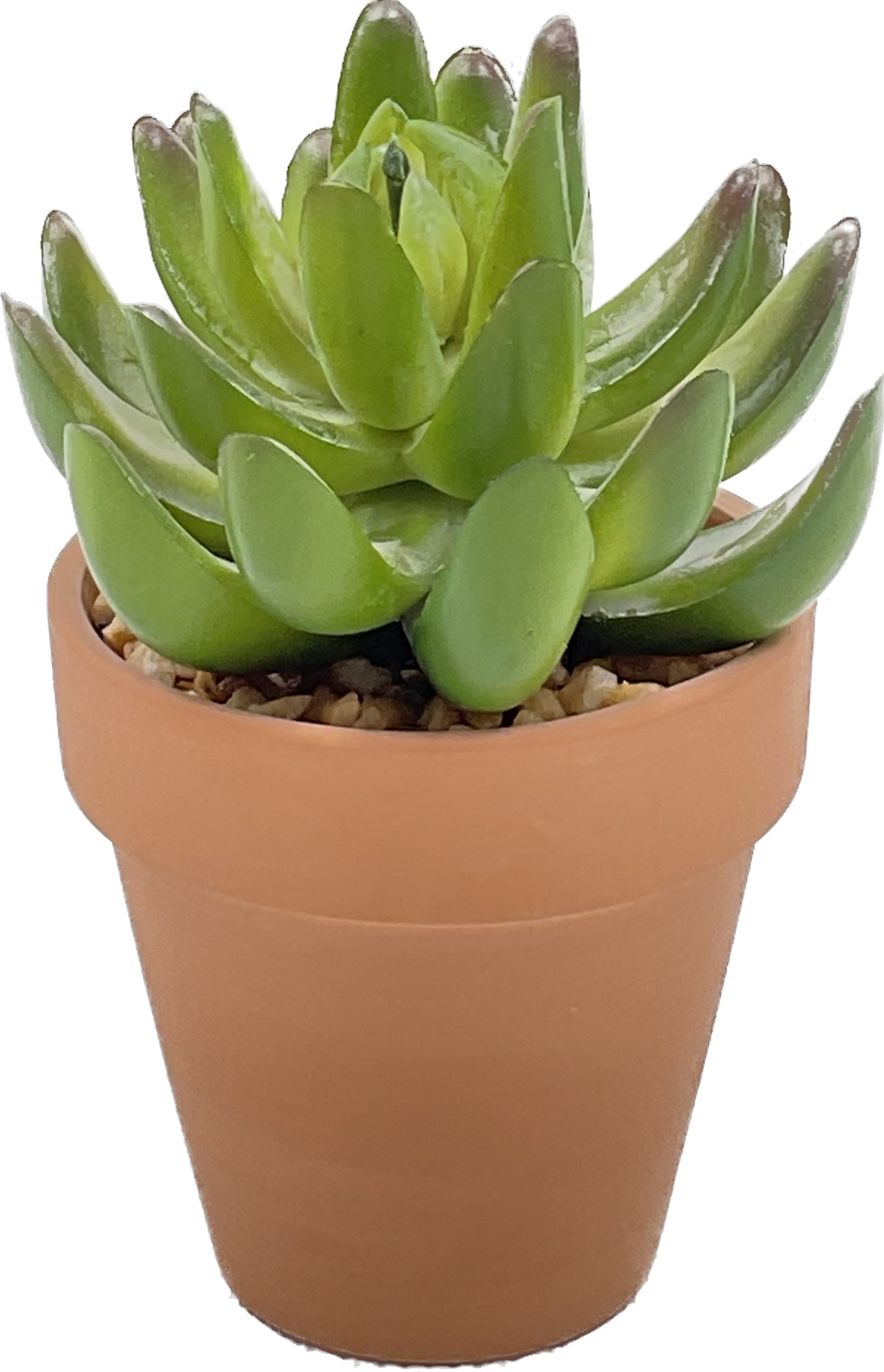 Big Size Succulent