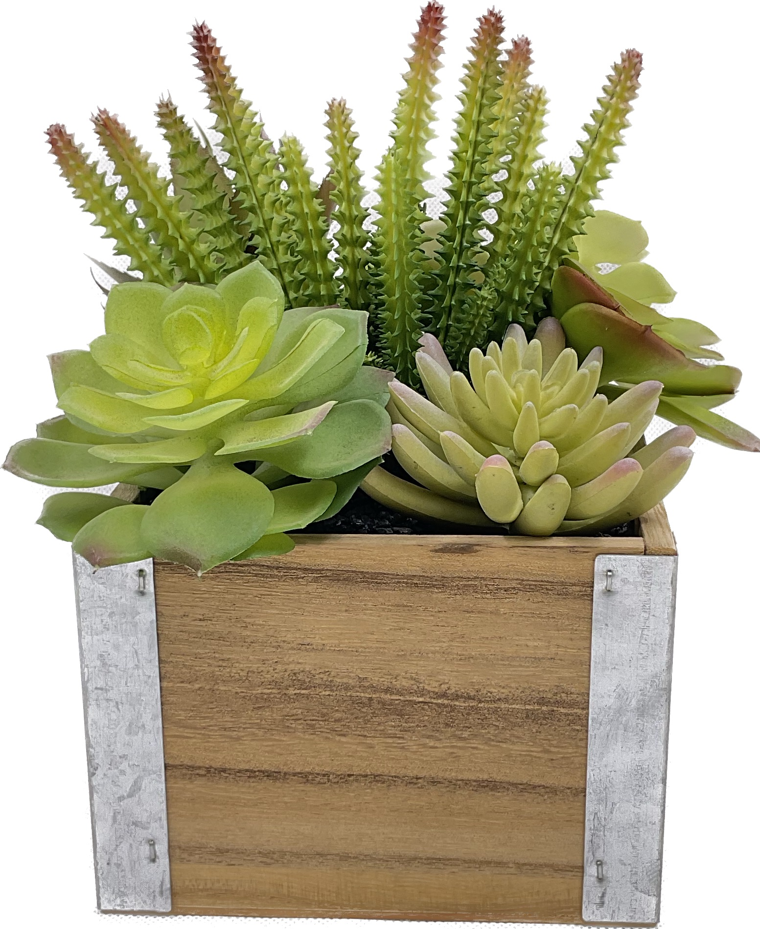 Cactus Bonsai