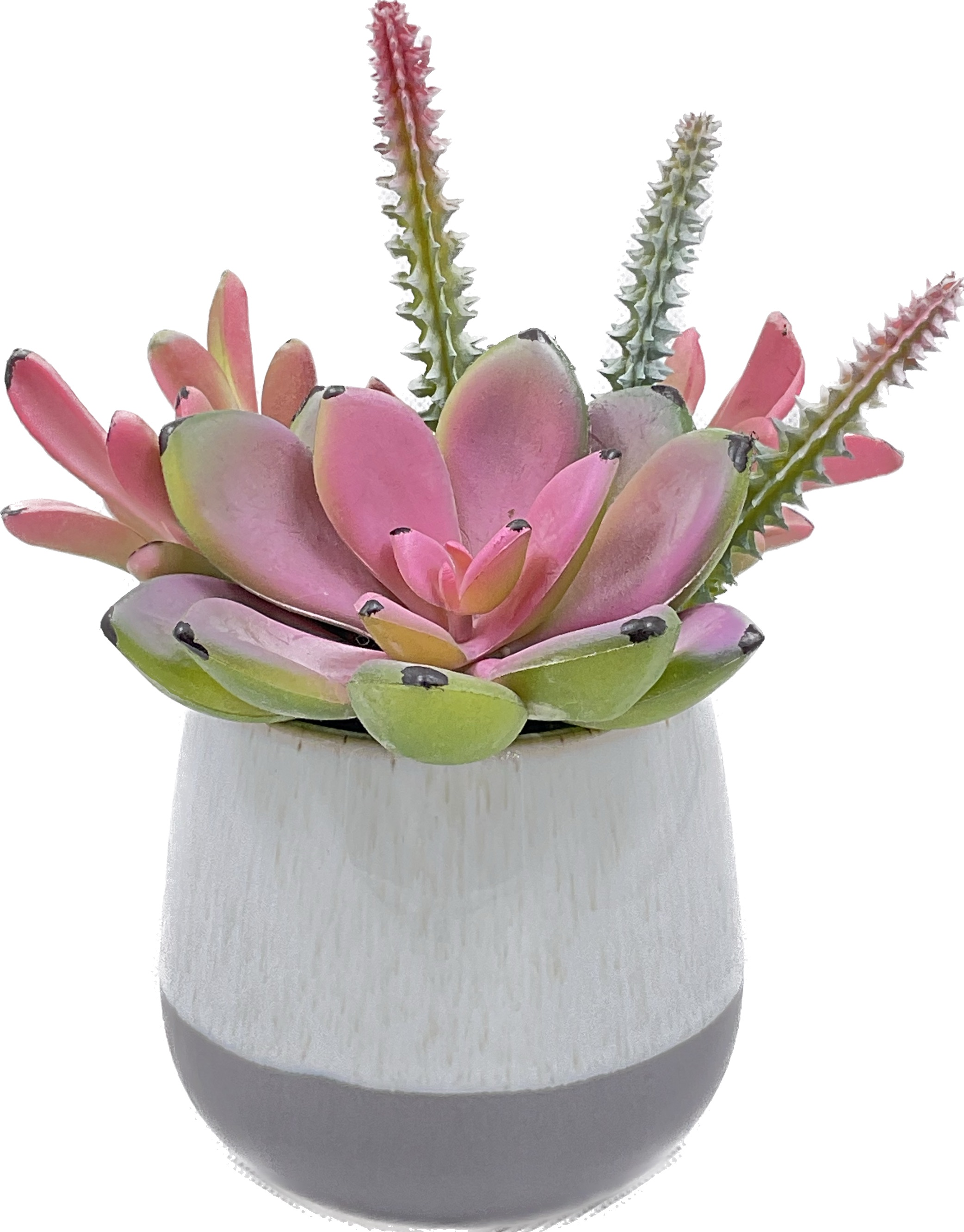 Cactus Bonsai