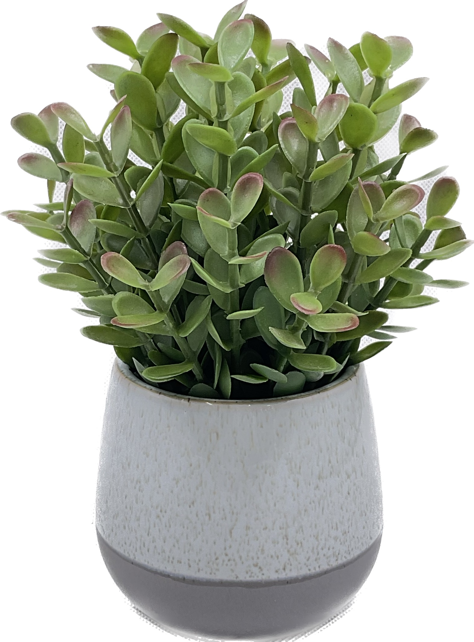 Plant Bonsai