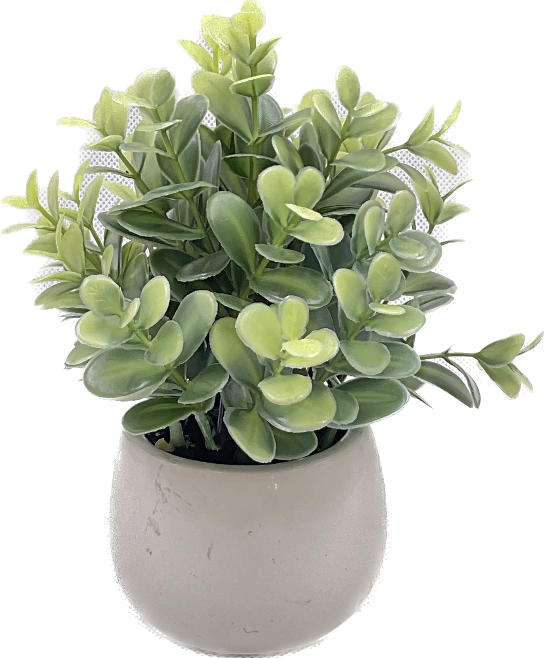 Plant Bonsai