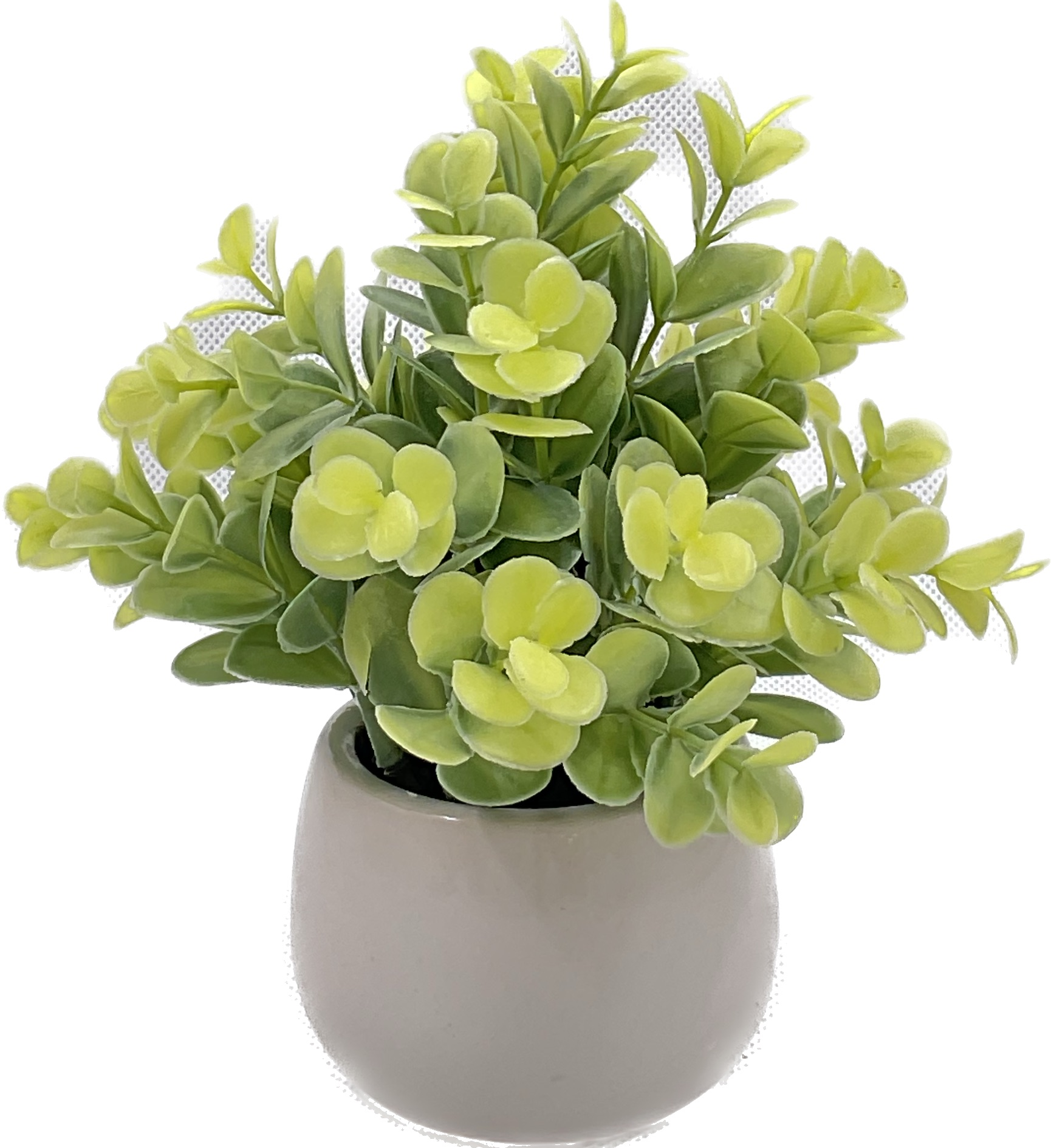 Plant Bonsai