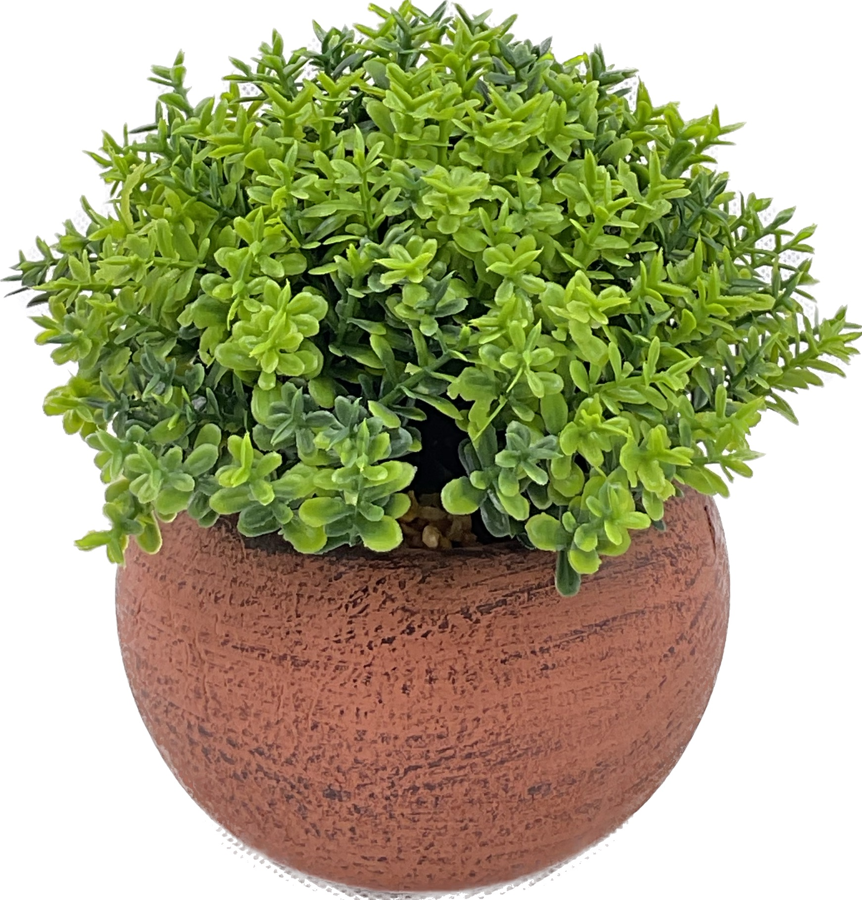 Plant Bonsai
